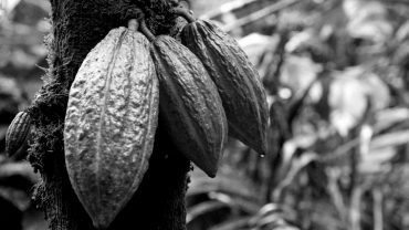 Millones de niños siguen esclavizados en plantaciones de cacao en Costa de Marfil y Ghana