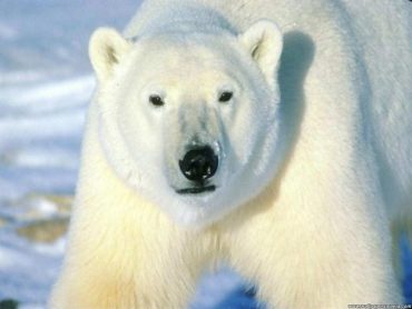 Osos polares al borde de la extinción
